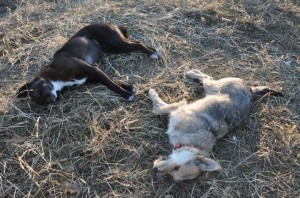 cani uccisi in Ucraina