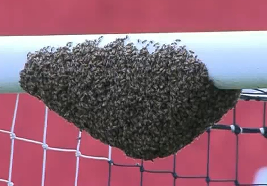 alveare sulla traversa